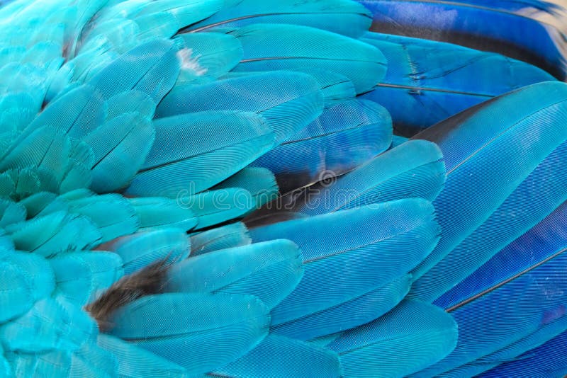 Beautiful of bird feather stock image. Image of color 120020361