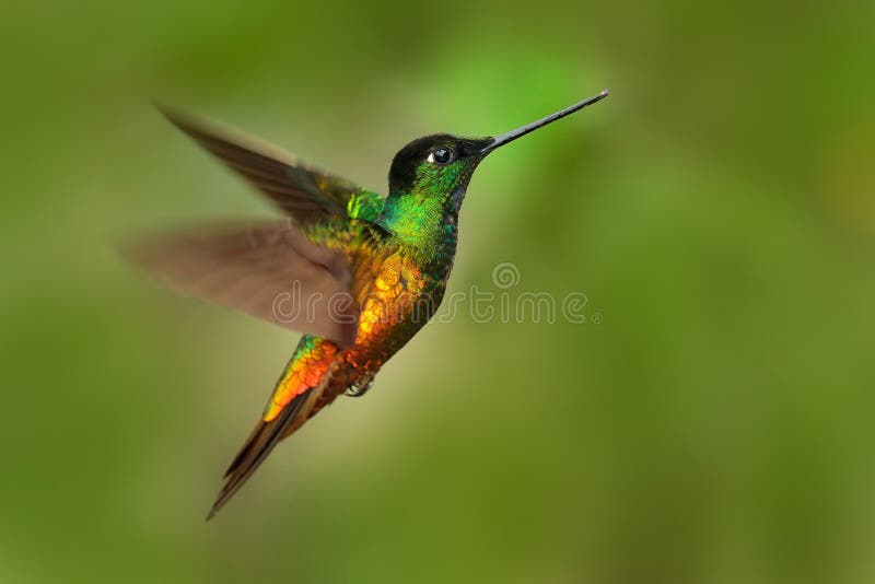 Beautiful bird in flight. Hummingbird Golden-bellied Starfrontlet, Coeligena bonapartei, flying in tropic forest, green background