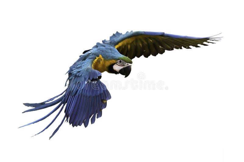 Beautiful bird flying in white background stock images