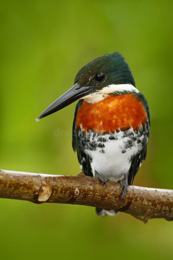 beautiful bird Αλκυόνη του Αμαζονίου, amazona Chloroceryle, πορτρέτο του πράσινου και πορτοκαλιού συμπαθητικού πουλιού στη Κόστα στοκ φωτογραφίες με δικαίωμα ελεύθερης χρήσης beautiful bird Αλκυόνη του Αμαζονίου, amazona Chloroceryle, πορτρέτο του πράσινου και πορτοκαλιού συμπαθητικού πουλιού στη Κόστα στοκ φωτογραφίες με δικαίωμα ελεύθερης χρήσης
