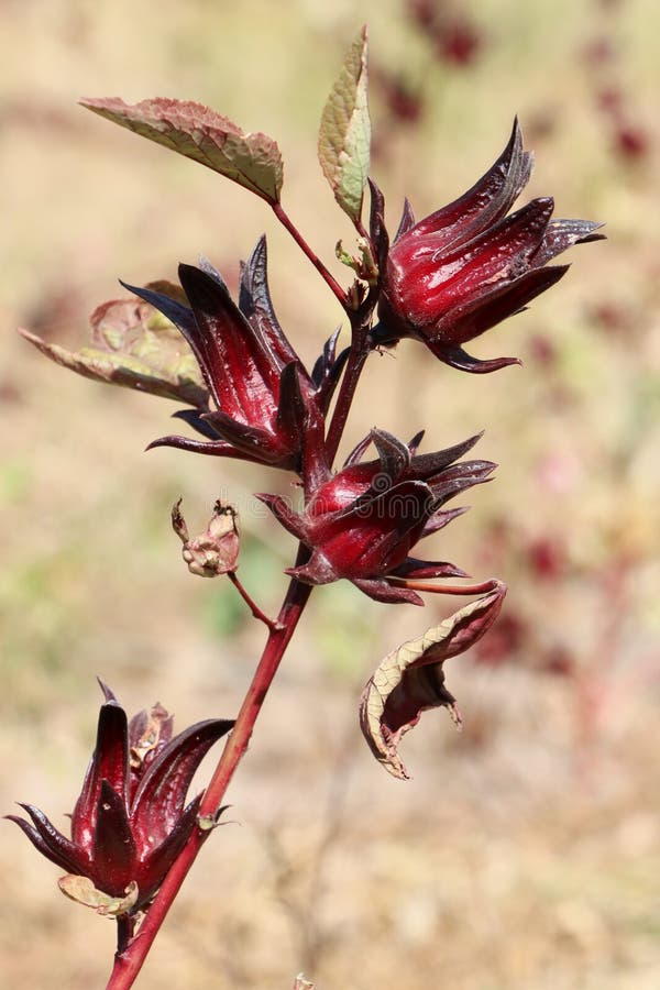 Hibiscus sabdariffa - Bissap ou Karkadé