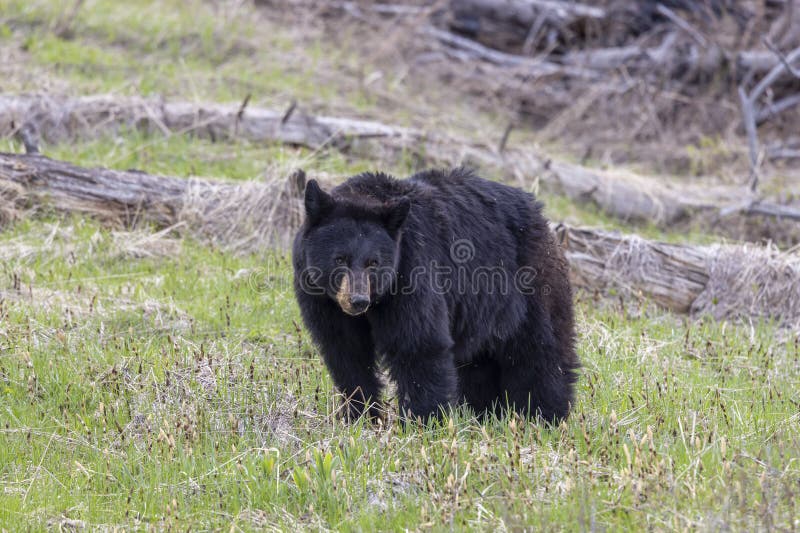 Black Bear in Spring in Yellowstone National Park Wyoming Stock Photo ...