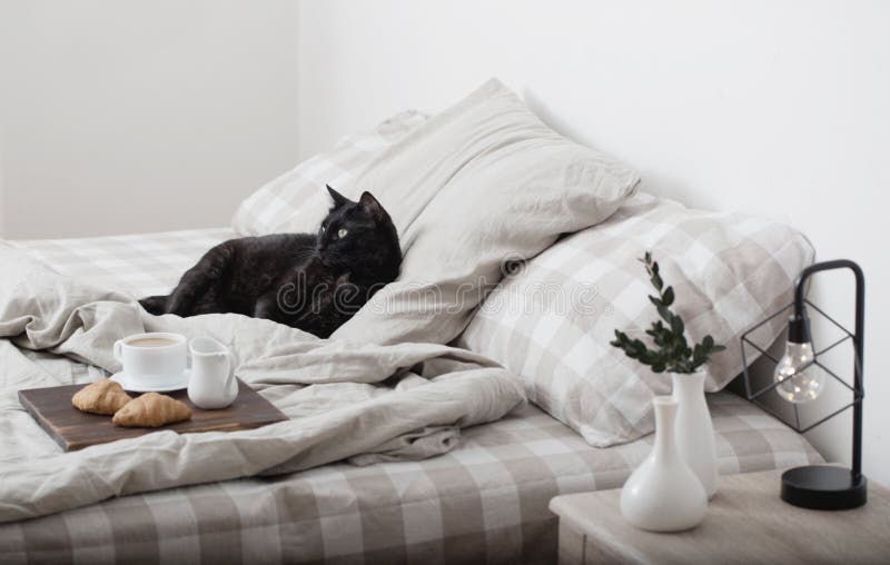 Beautiful black cat on bed stock image. Image of comfortable 157683587