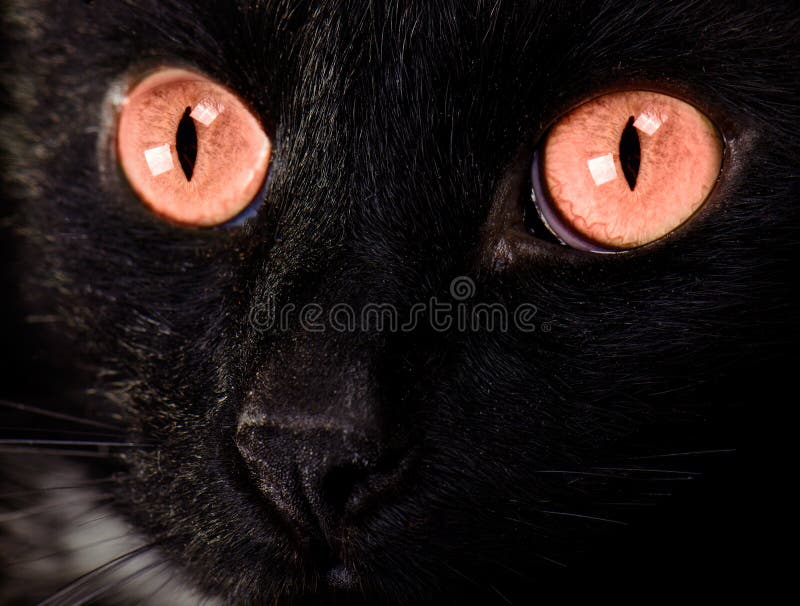 Beautiful Black Cat Face Close Up Stock Photo Image of danger, dangerous 19199440