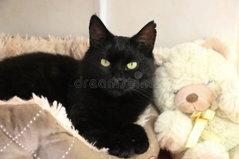 A Beautiful Black Cat is Lying in the Bed with a Teddy Bear Stock Photo