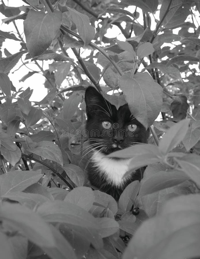 Beautiful Black Cat with White Breast and White Paws Stock Image ...