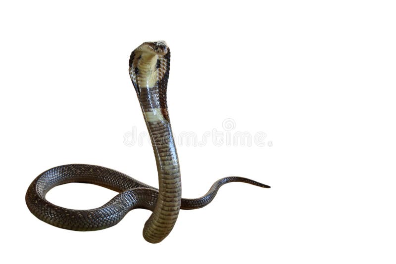 The Beautiful Black Cobra Snake on White Background Have Path Stock Photo -  Image of jungle, beast: 186404244