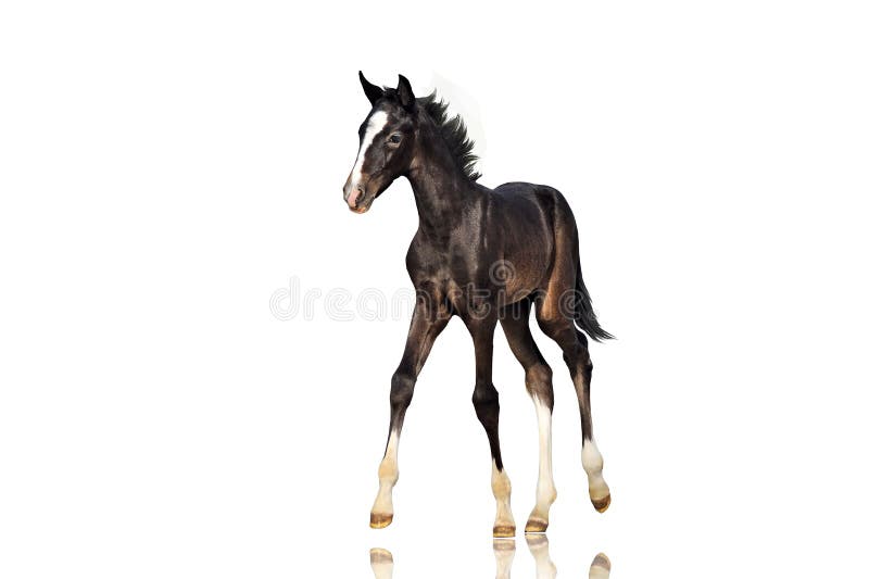 Beautiful black colt horse walks on a white background. Isolate.