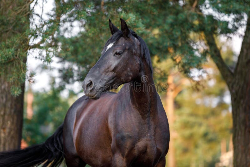 Beautiful black draft mare horse with white spot on forehead in field in summer