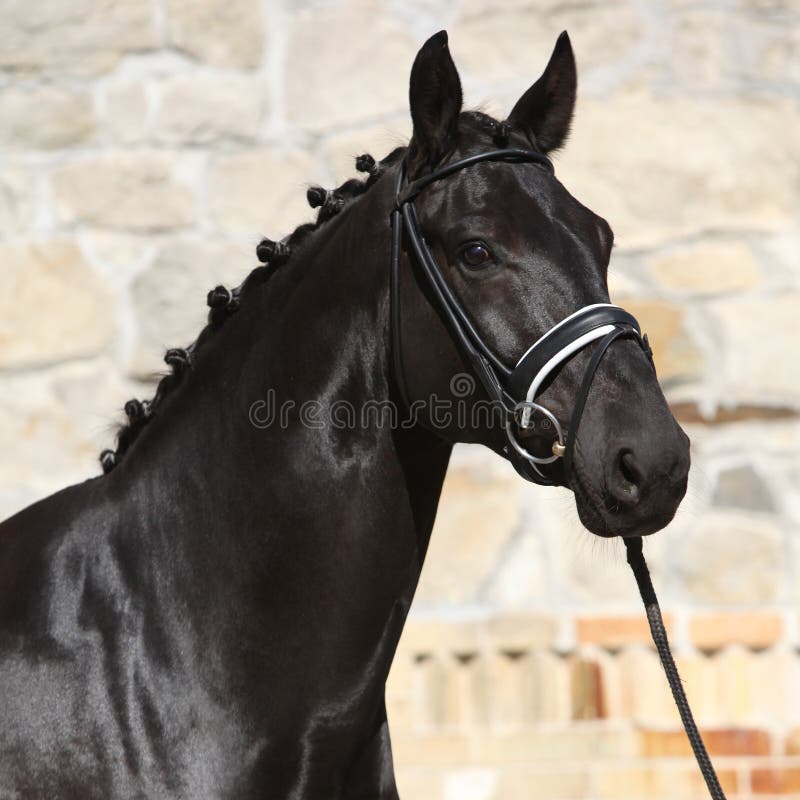 Beautiful black dutch warmblood with bridle stock images Beautiful black dutch warmblood with bridle stock images