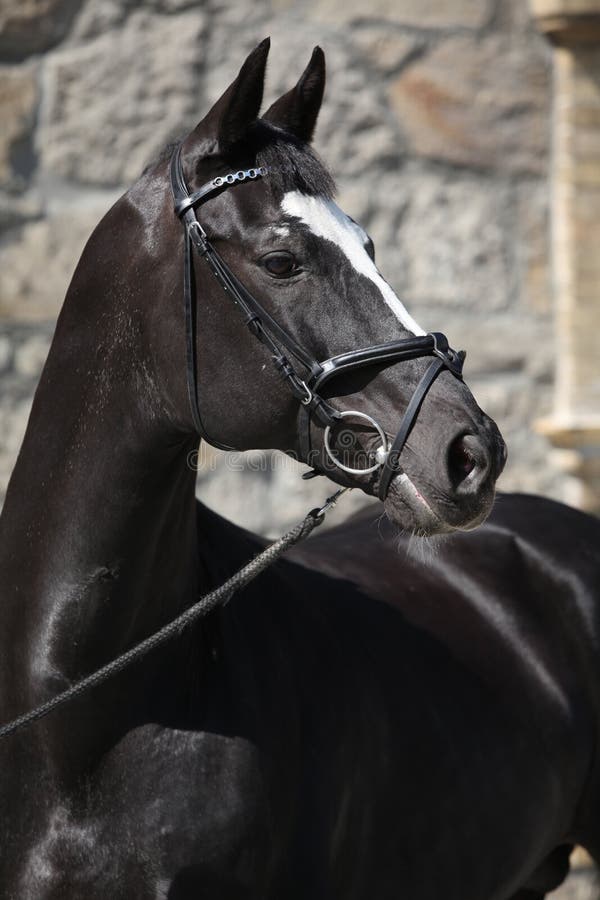 Beautiful black dutch warmblood with bridle royalty free stock photography Beautiful black dutch warmblood with bridle royalty free stock photography