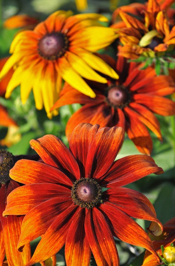 Beautiful black-eyed susan flowers