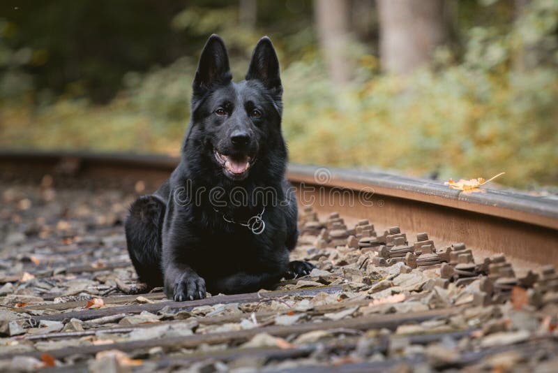 Beautiful black german shepherd on the rails royalty free stock photography