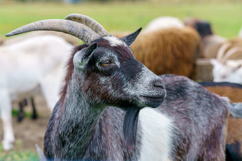 Beautiful Black Goat. Home Pet Stock Photo Image of field, mammal