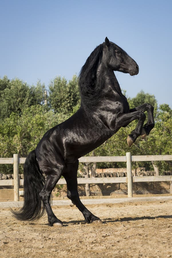 Beautiful black horse rearing
