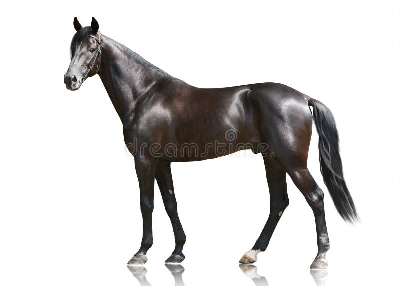 Bay Horse Standing Isolated White Background Stock Photo by ©kwadrat70  206585414