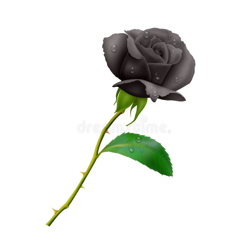 Beautiful Black rose on long stem with leaf and thorns isolated on white background, photo realistic vector illustration