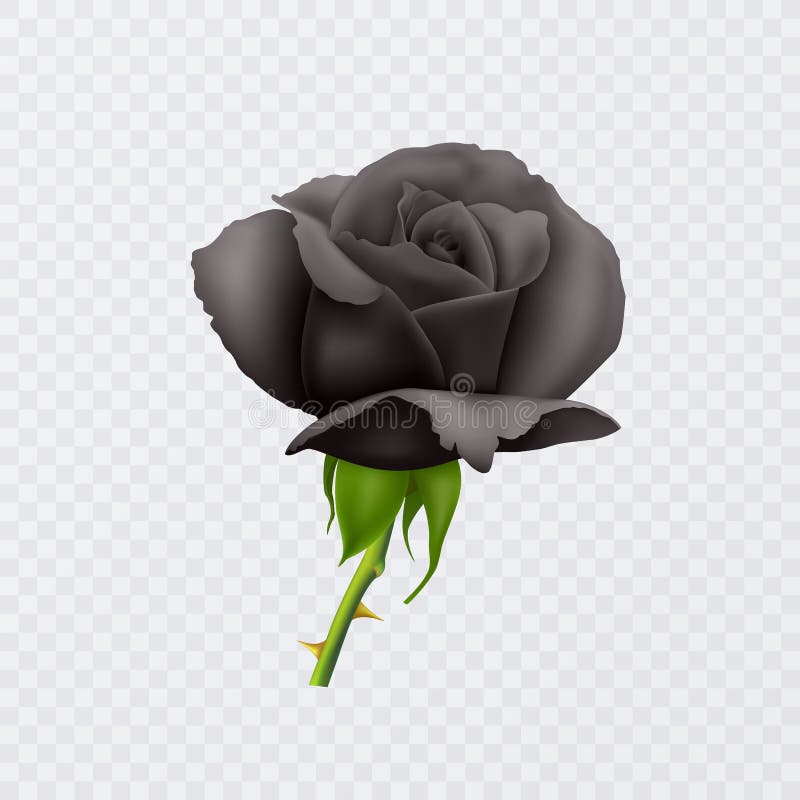 Beautiful Black rose on the short stem and with thorns isolated on white background, photo realistic vector Eps 10 illustration