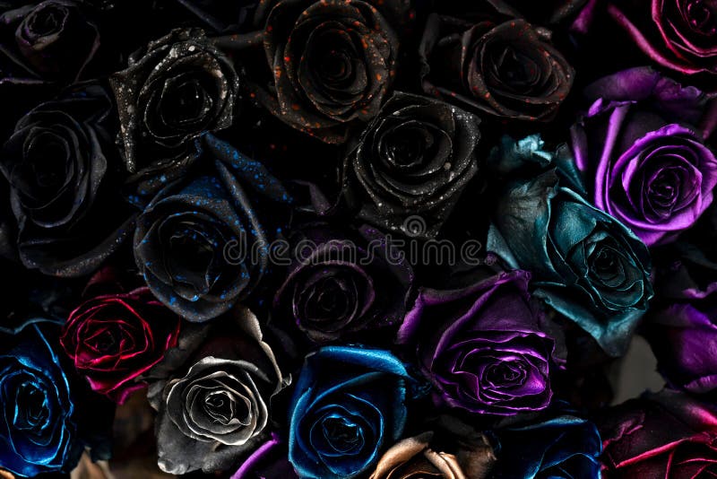 47,179 Black Roses Stock Photos - Free & Royalty-Free Stock Photos from  Dreamstime