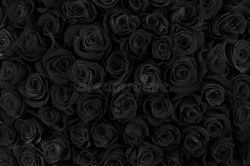 Beautiful Black Roses. Floral Background Stock Image Image of holiday