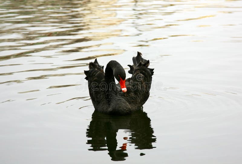 Beautiful black swan with reflection swimming on autumn water