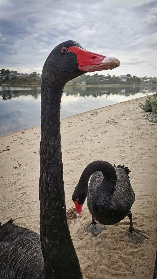 Black Swans in Lakes Entrance of Victoria Australia Photo - Image of cygnus: 160881450