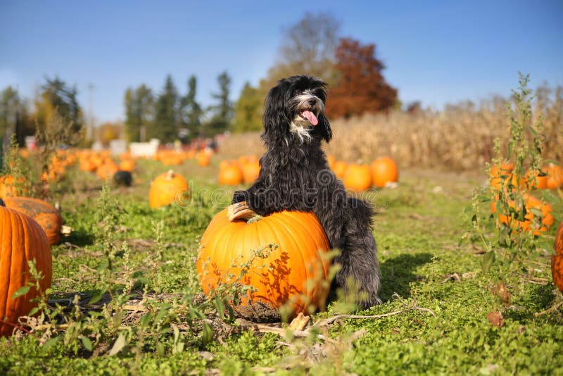 A beautiful black and white fluffy dog smiles in a pumpkin patch
