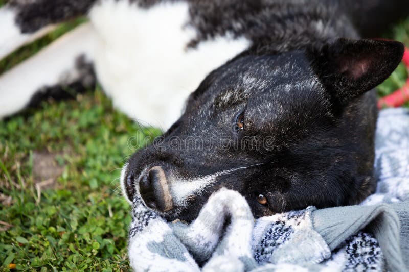 Beautiful Black and White Akita Mutt Dog. Mixed and Cross-breed Stock