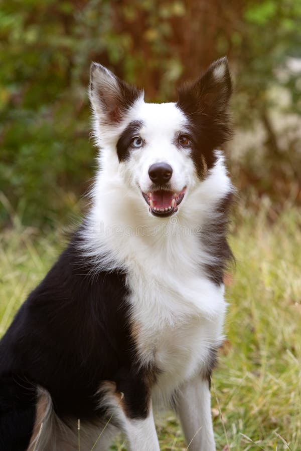 Premium Photo  A closeup shot of a spotted border collie blue merle dog  with heterochromia eyes