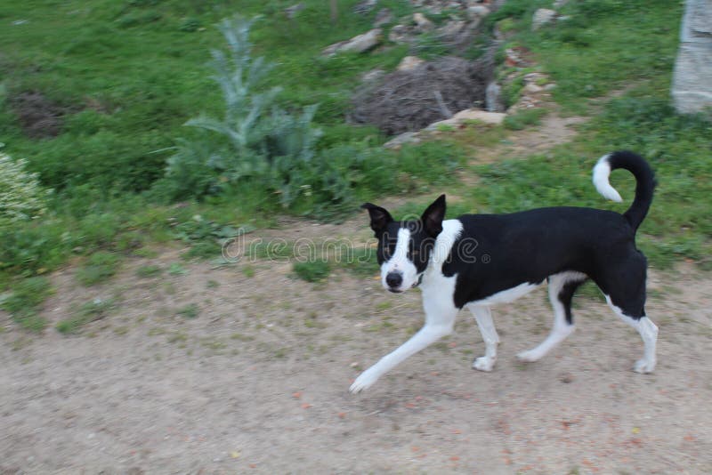 Beautiful black and white dog that is very affectionate with humans stock photos Beautiful black and white dog that is very affectionate with humans stock photos