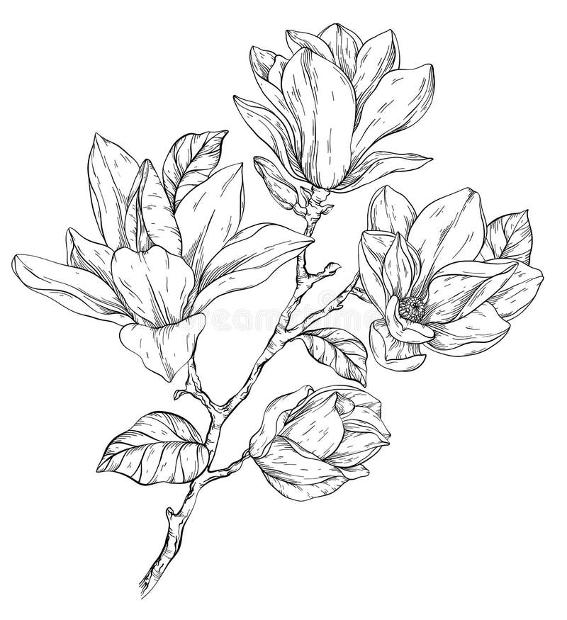 Beautiful Black and White Magnolia Flowers Brunch. Stock Vector