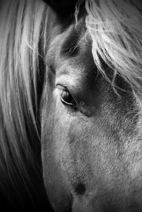 Beautiful Black and White Portrait of a Horse royalty free stock photography Beautiful Black and White Portrait of a Horse royalty free stock photography