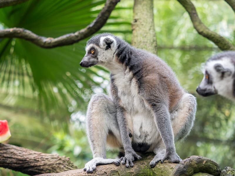 Beautiful black and white ring-tailed lemur close up profile royalty free stock photography Beautiful black and white ring-tailed lemur close up profile royalty free stock photography
