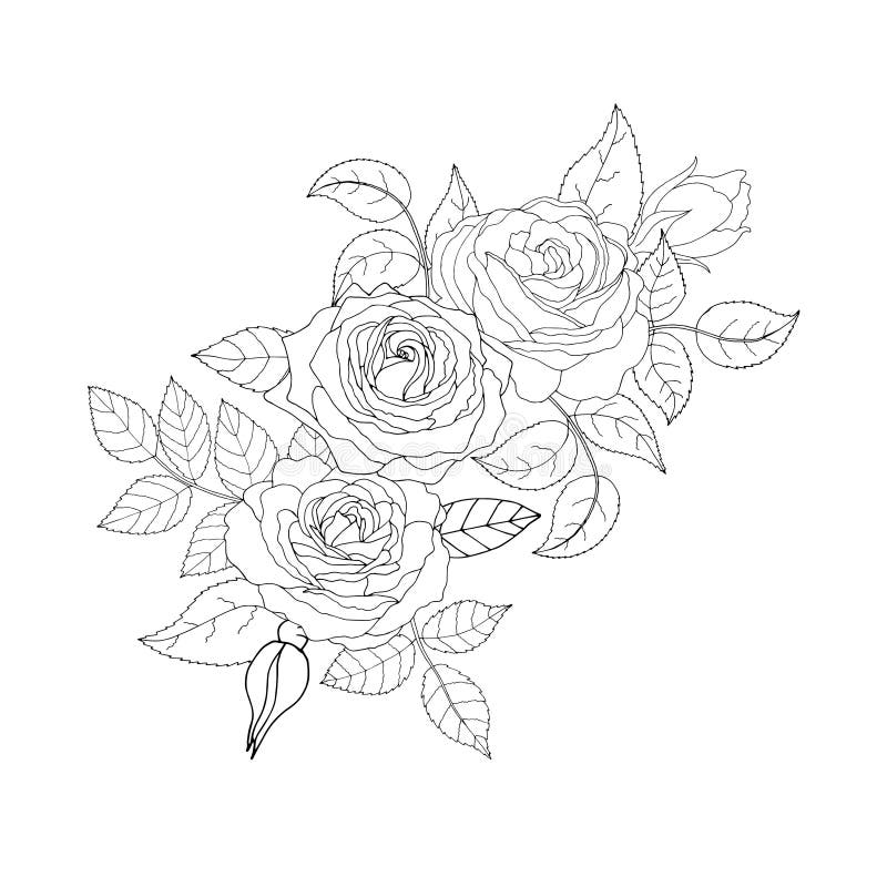 Beautiful Black and White Rose and Leaves. Vector Illustration Stock ...