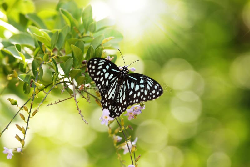 Beautiful black & white spotted Papilio butterfly