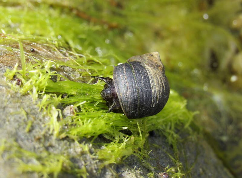 Periwinkle snail on a rock with seaweed at the beach