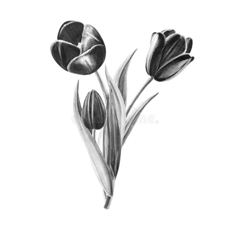 White Tulips Vintage Floral Illustration, Isolated Flowers Design ...