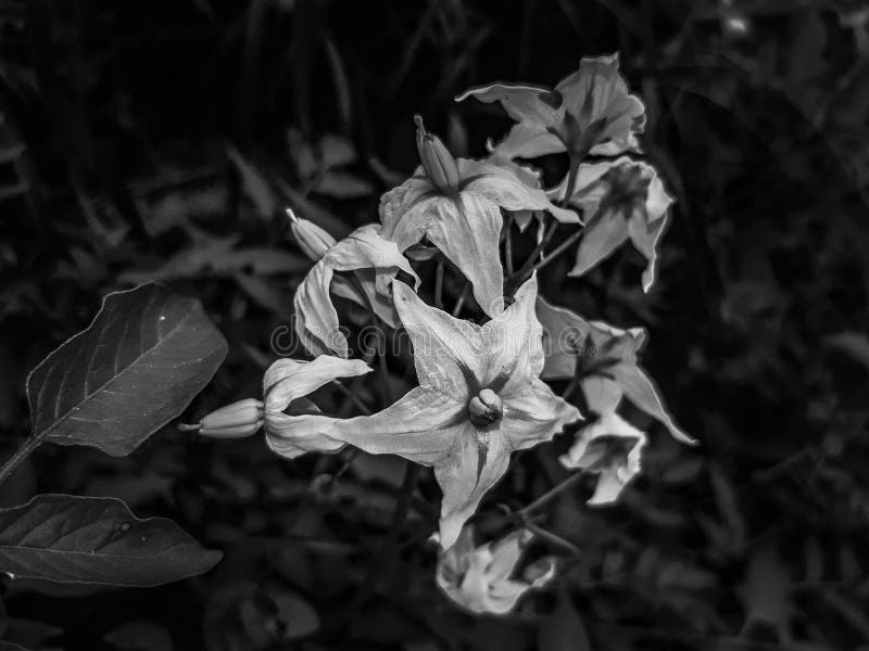 Beautiful Black and White Wildflowers Stock Image Image of blossom, leaf 199211367