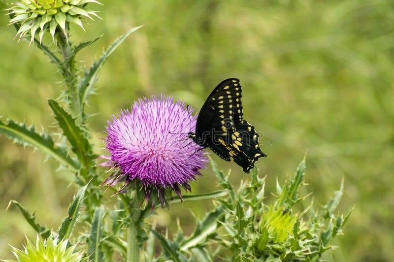 Black and yellow Butterfly on Texas Purple Thistle flower