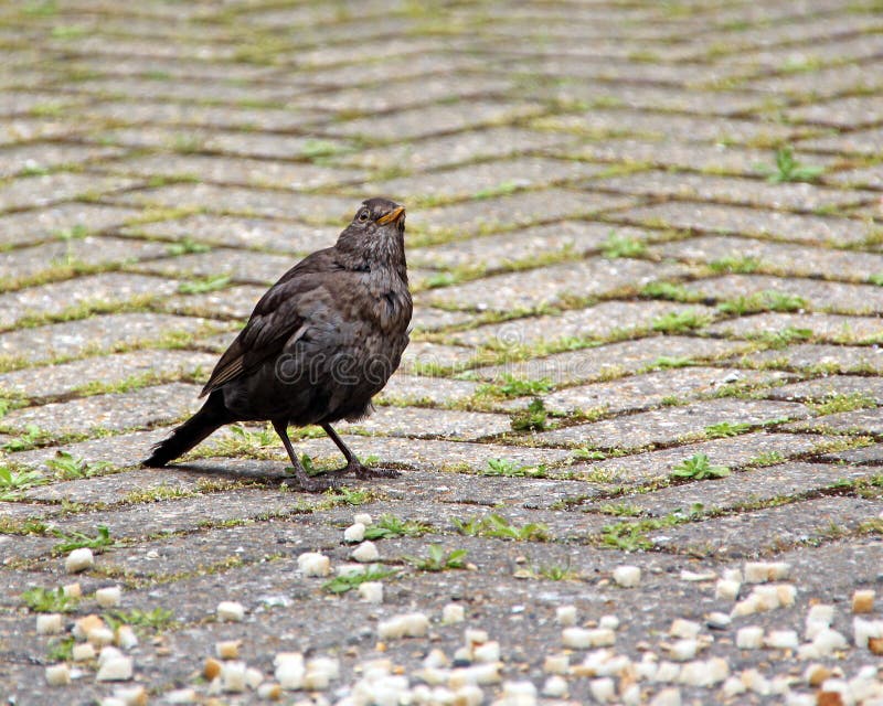 Beautiful blackbird feasting