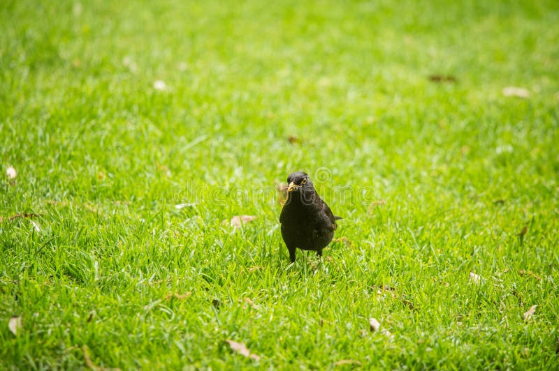 A Beautiful Blackbird in the Spring, Getting Ready for Nesting Season