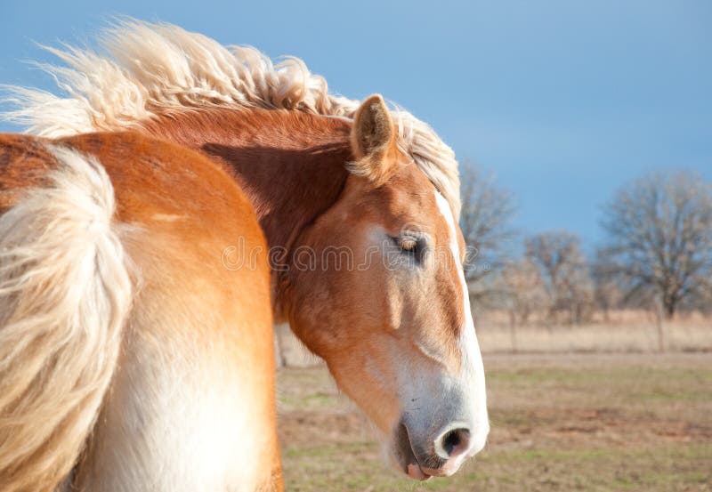 Beautiful Belgian Draft Horse Watching the Viewer Stock Photo Image