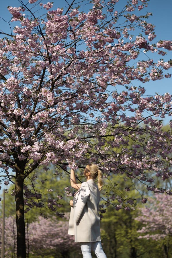 Beautiful blonde young woman in Sakura Cherry Blossom park in Spring enjoying nature and free time during her traveling stock photos Beautiful blonde young woman in Sakura Cherry Blossom park in Spring enjoying nature and free time during her traveling stock photos