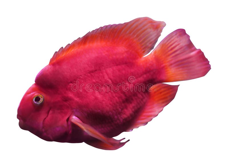 Red Parrot Cichlid Aquarium Fish at Freshwater Aquarium, Closeup Stock