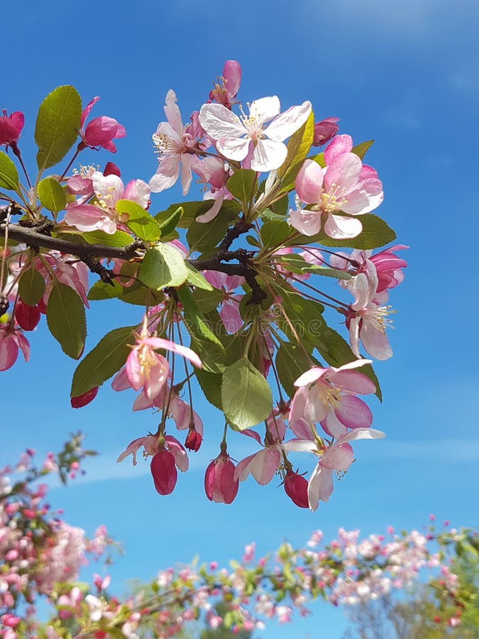 Beautiful Blooming Apple Branch with Pink and White Blossoms Stock