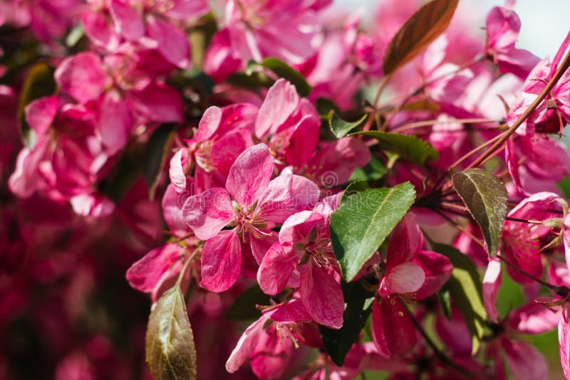 Beautiful Blooming Apple Tree Stock Image Image of spring, tree