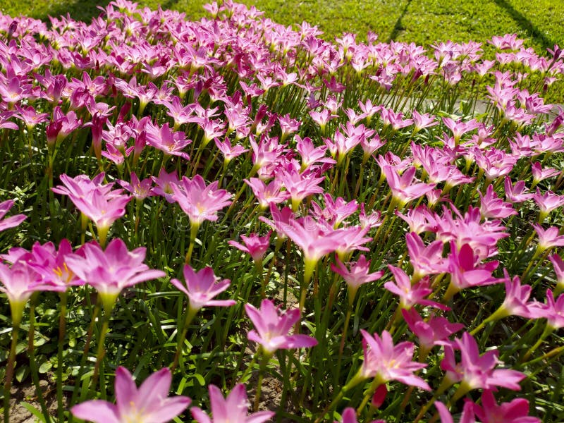 Beautiful blooming Autumn zephyrlily (Zephyranthes candida) in the sun. Rain Lily.