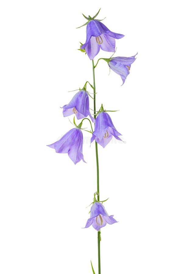 Beautiful blooming bouquet blue bell flower isolated on white ba