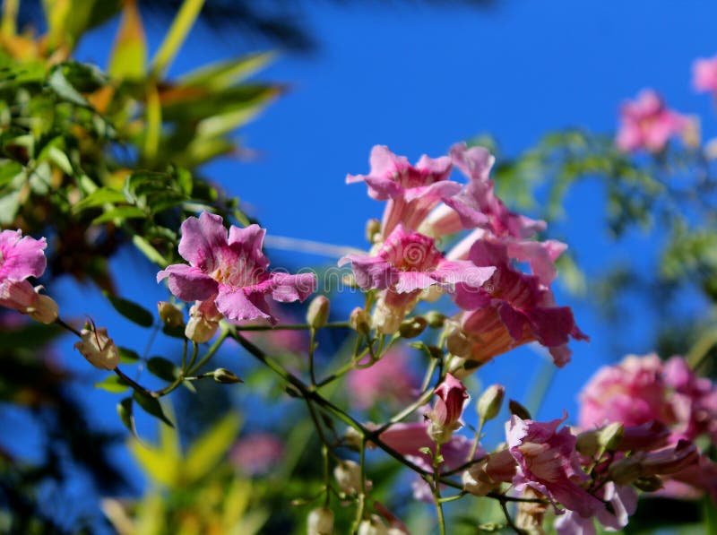 Beautiful Blooming Bush in a Garden Stock Photo - Image of bush ...