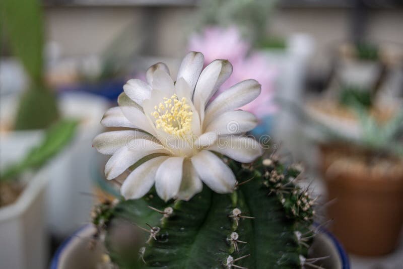 Beautiful Blooming Cactus Flower,vintage Tone Stock Photo Image of